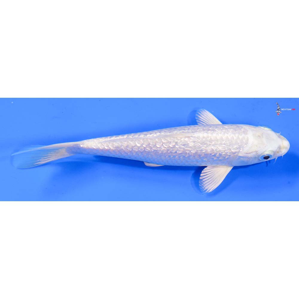 6” Imported Gin Rin Platinum Ogon