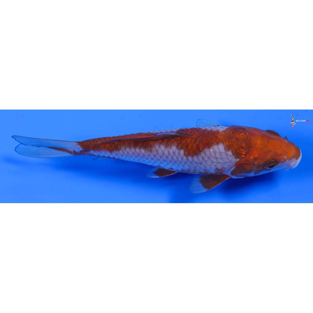 6.5” Imported Ochiba Shigure