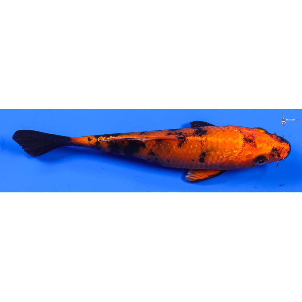 7” Imported Kin Hi Utsuri