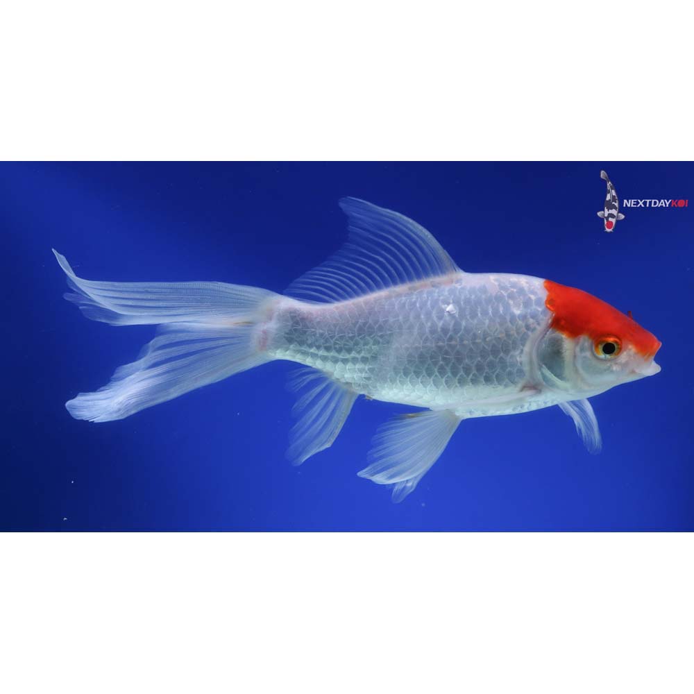 9” Imported Sarasa Comet