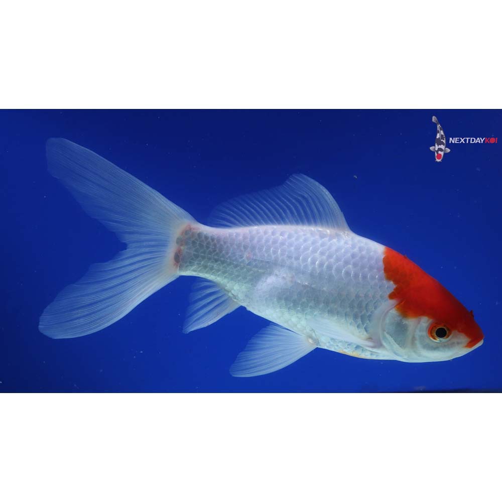 8” Imported Sarasa Comet