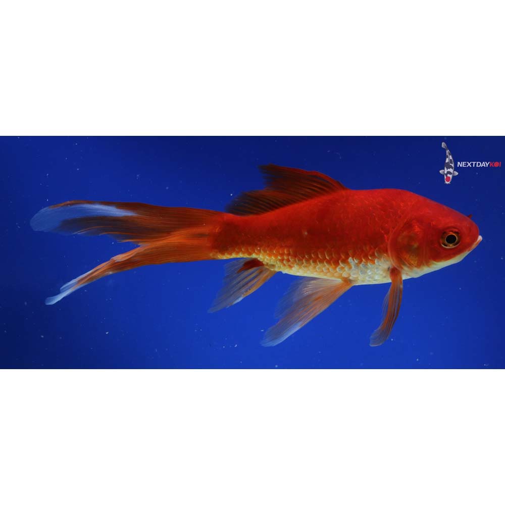 8.5” Imported Red Comet