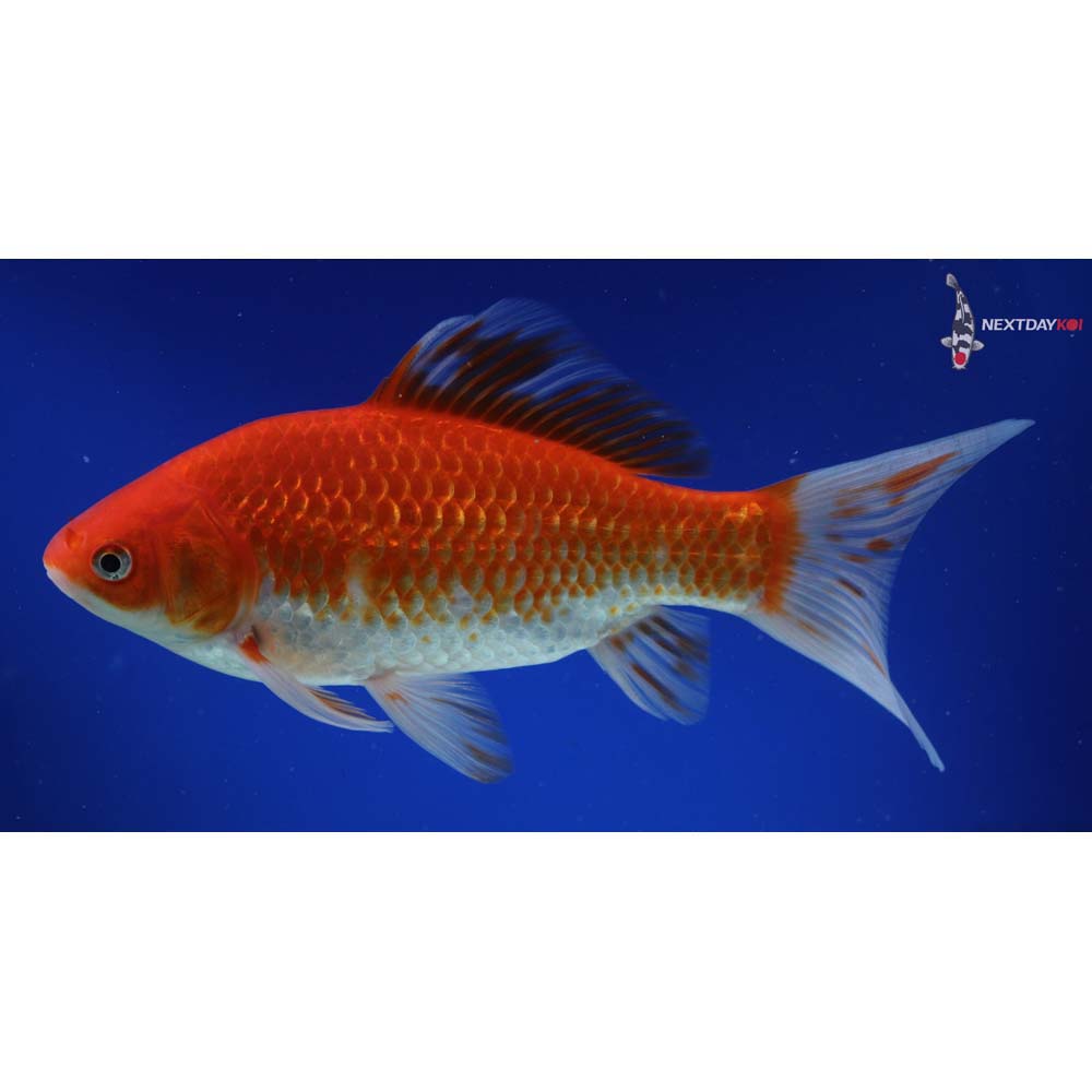 9” Imported Sarasa Comet