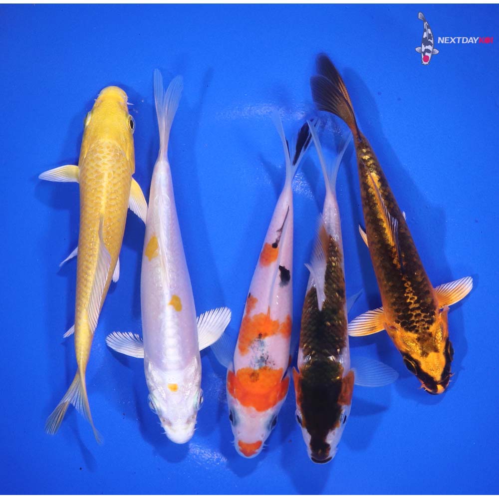Lot of (5) 4-5” Imported Assorted Koi