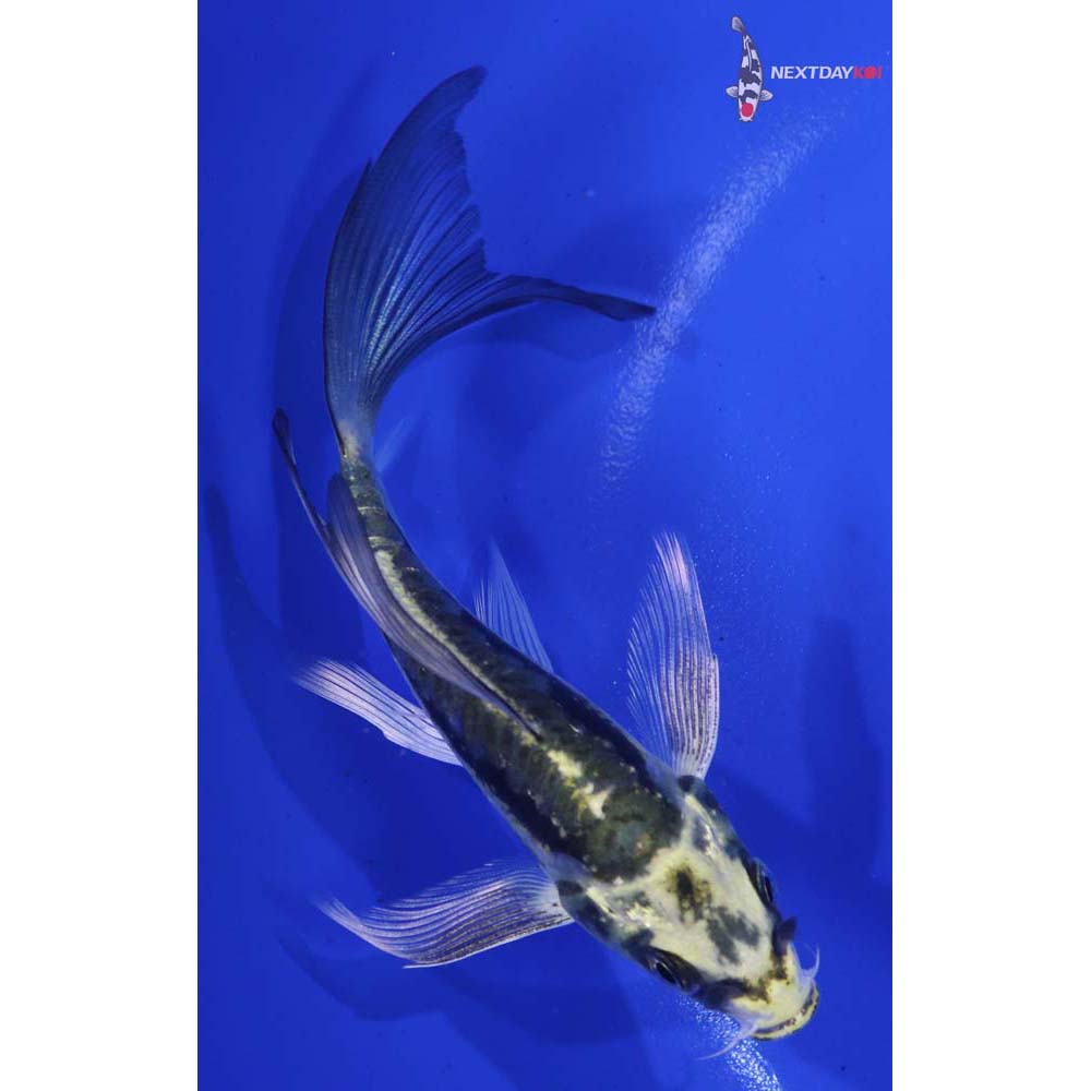 5” Imported Kin Kikokuryu Butterfly Koi