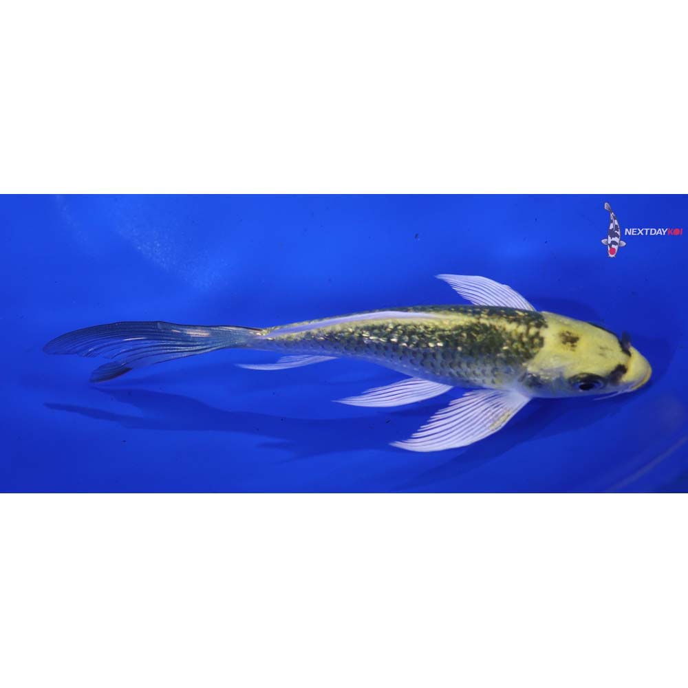5.5” Imported Gin Rin Kujaku Butterfly Koi