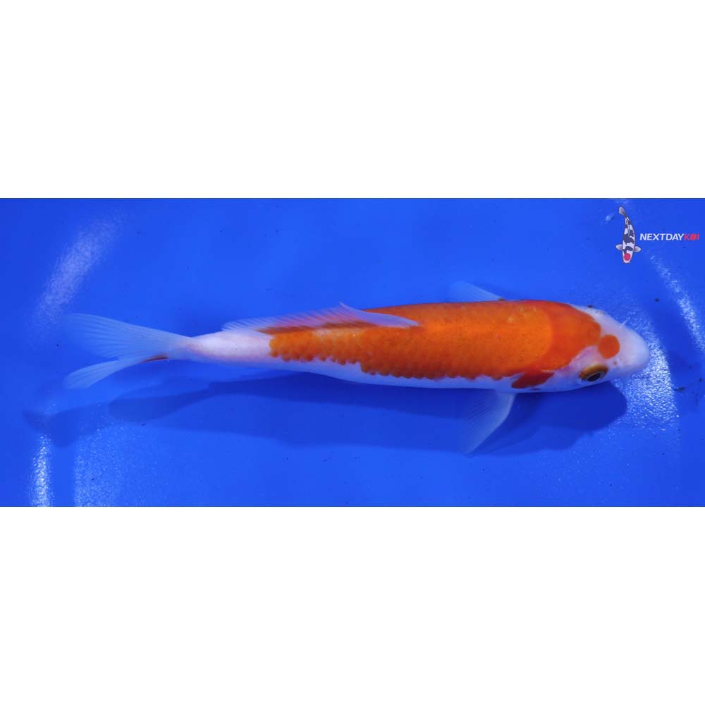 5.5” Imported Kohaku