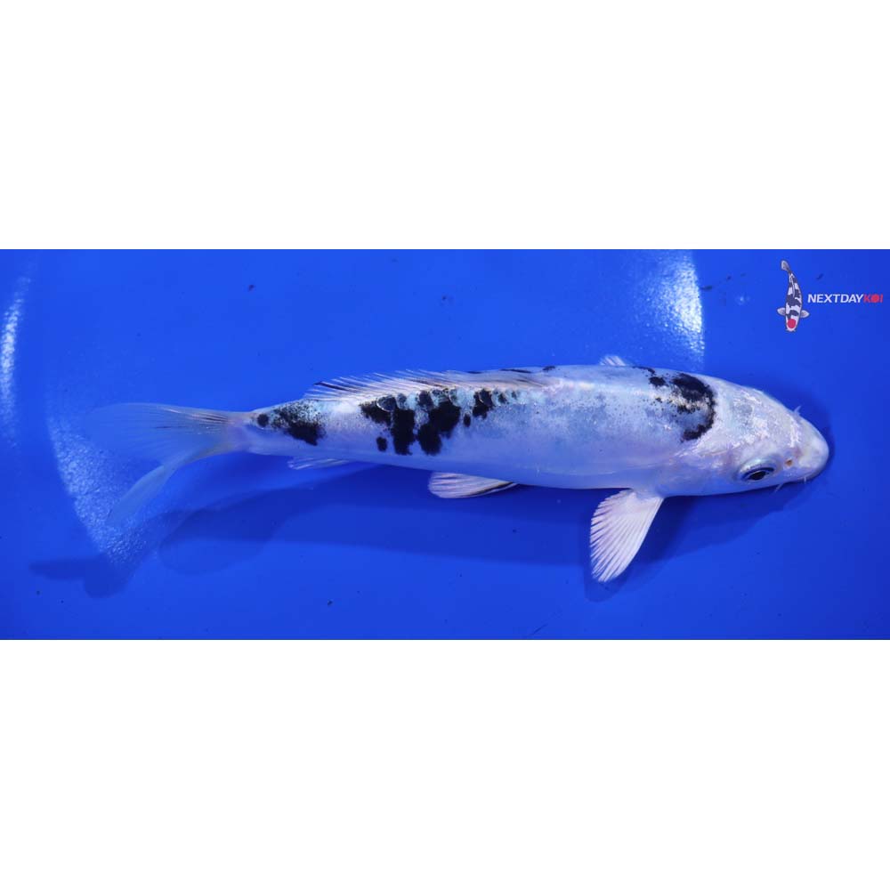 6” Imported Doitsu Gin Shiro Bekko