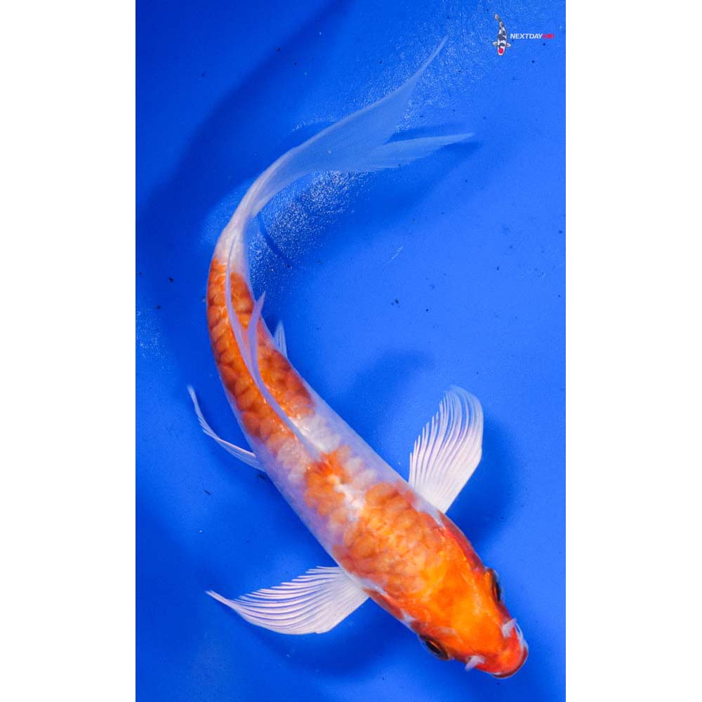 5” Imported Kikusui Butterfly Koi