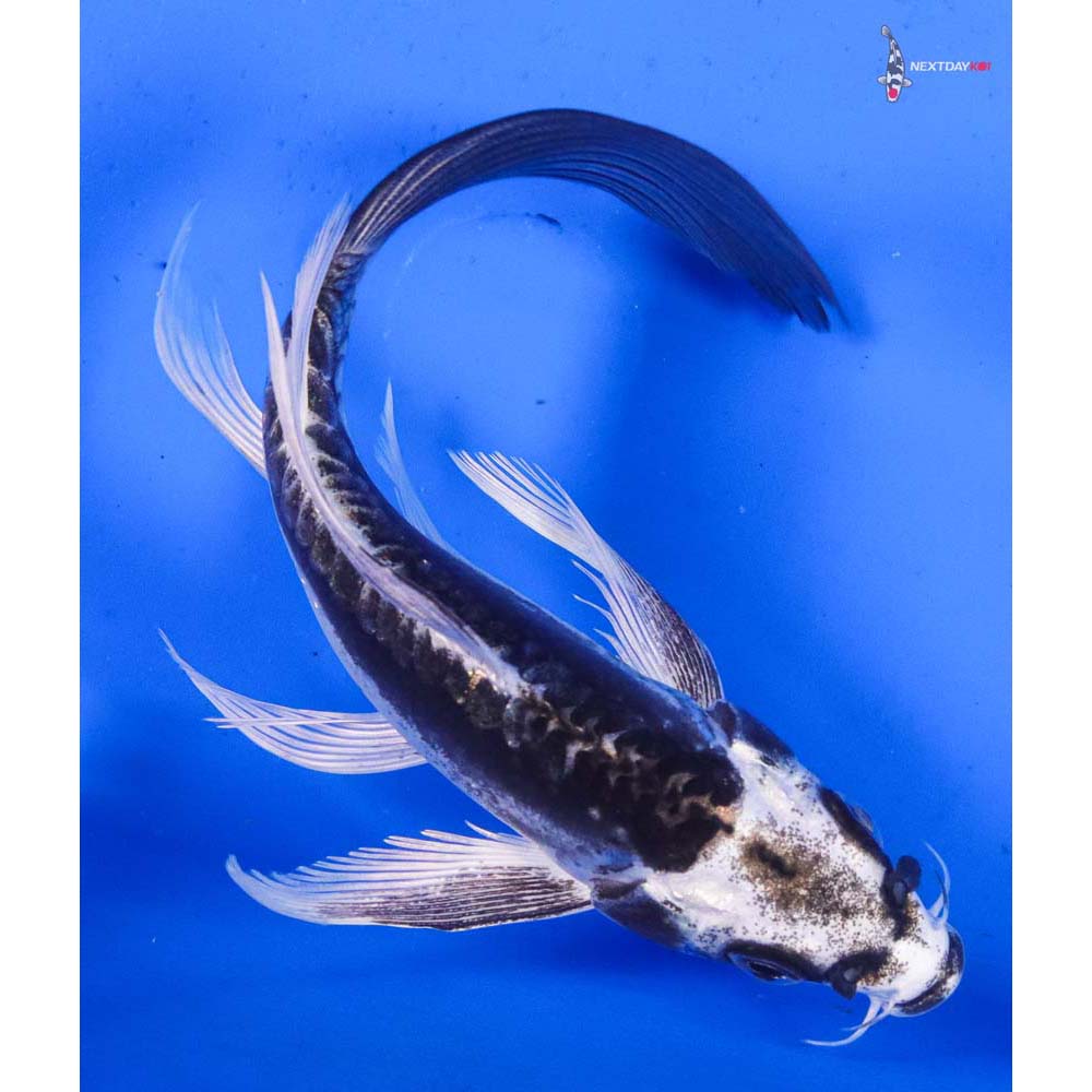 6” Imported Kikokuryu Butterfly Koi