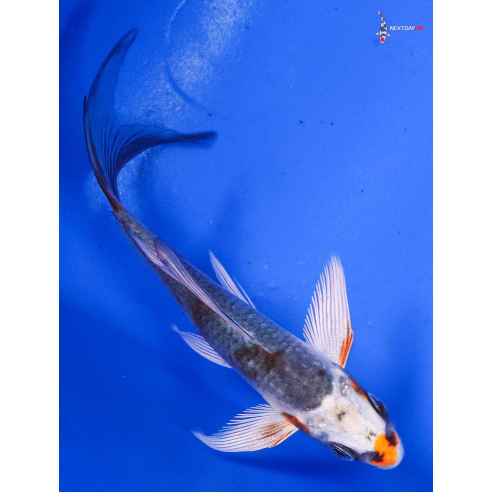4” Imported Kujaku Butterfly Koi