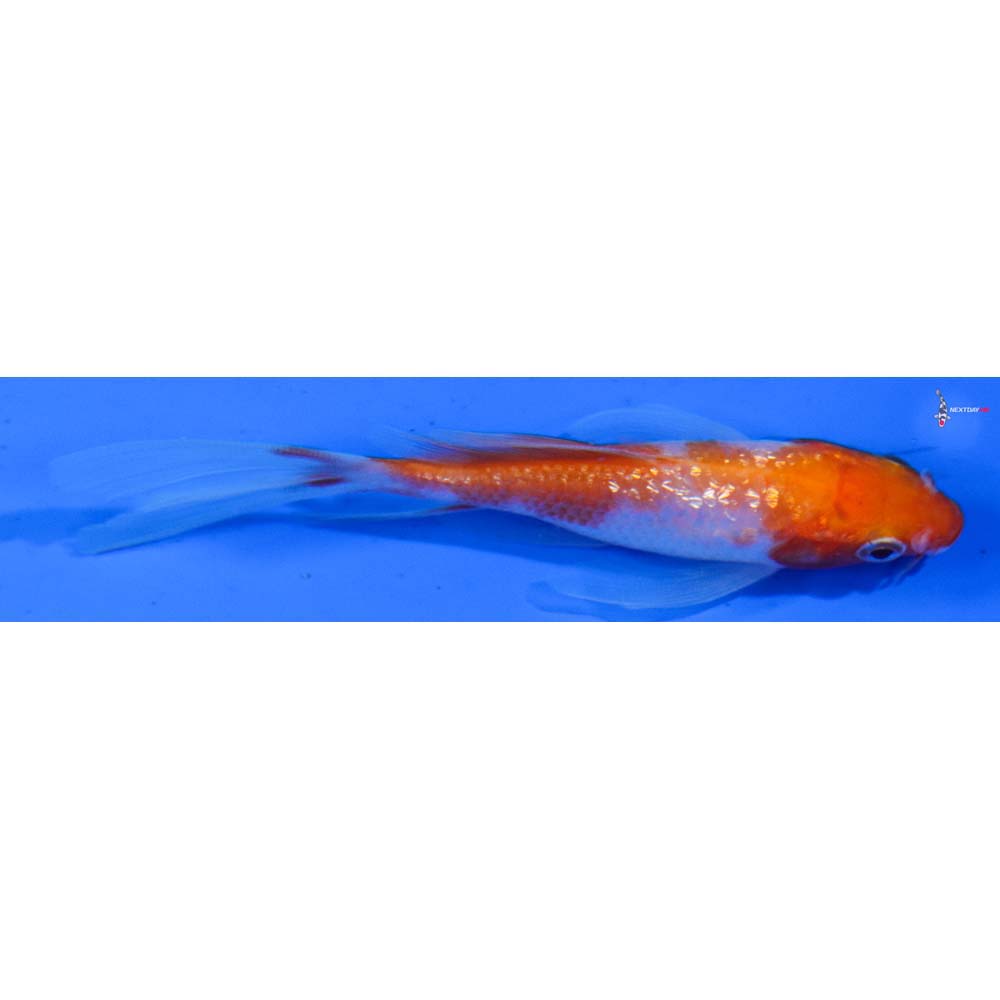 3.5” Imported Gin Rin Kohaku Butterfly Koi