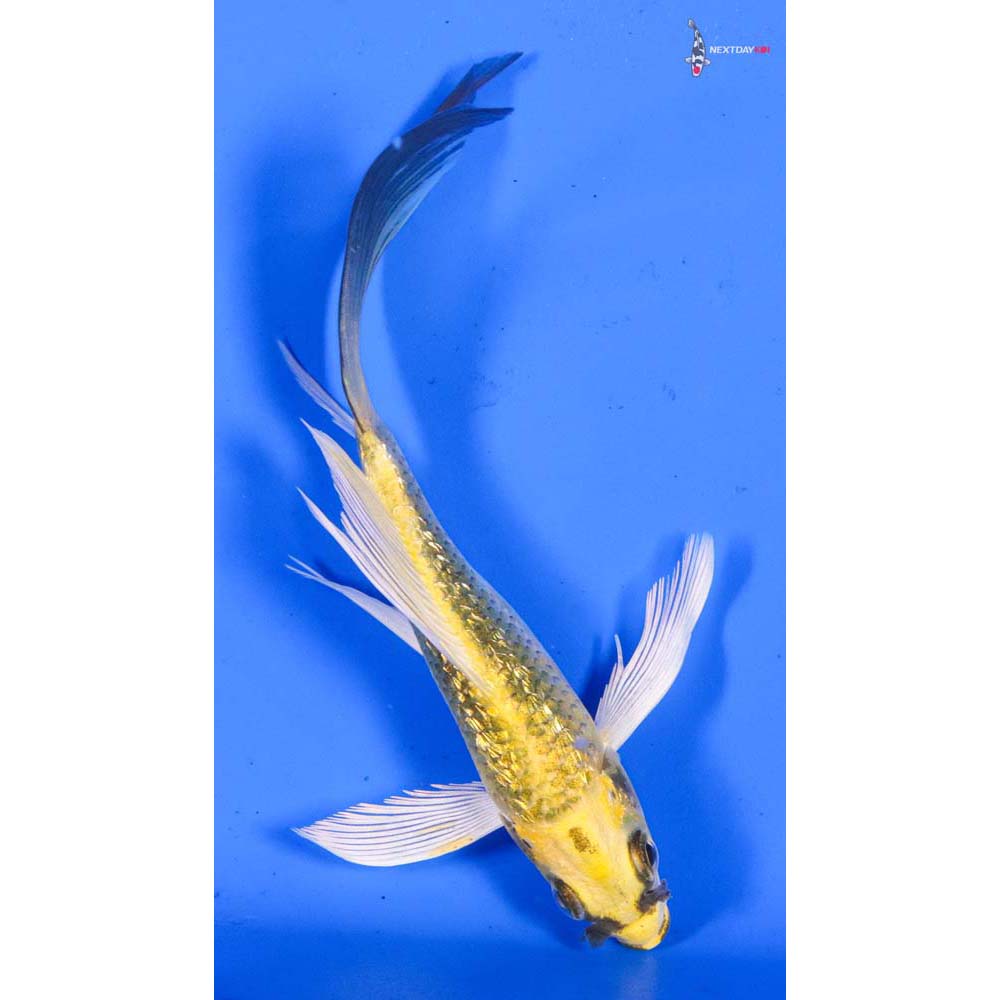 5” Imported Gin Rin Kujaku Butterfly Koi
