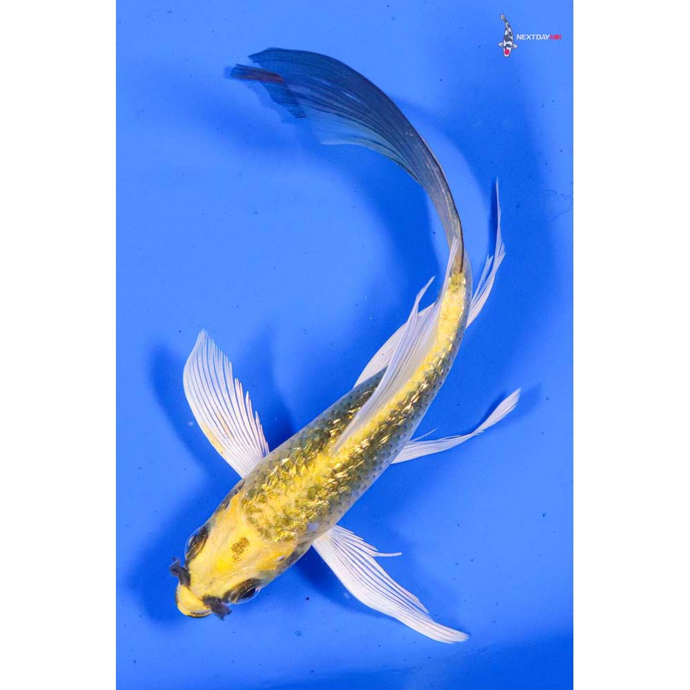 5” Imported Gin Rin Kujaku Butterfly Koi