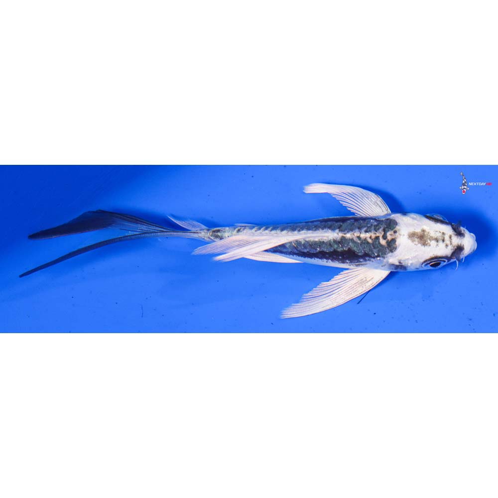5” Imported Kikokuryu Butterfly Koi