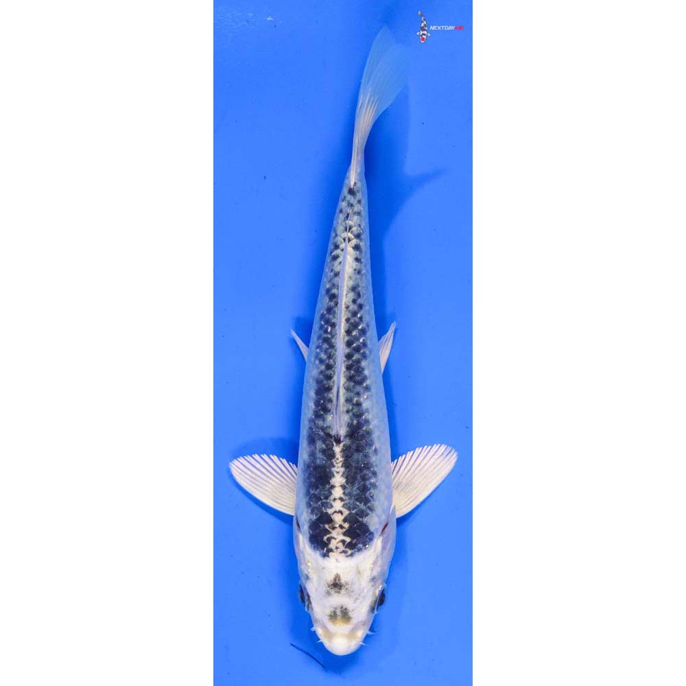 6” Imported Gin Matsuba