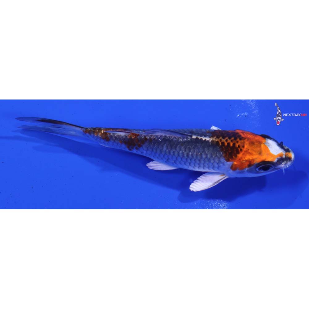 4” Imported Kujaku