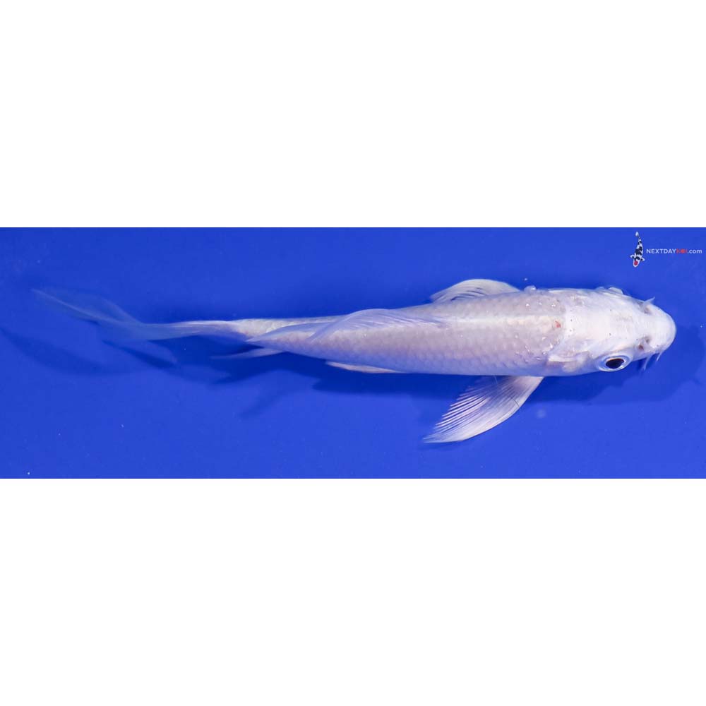 4” Imported Platinum Ogon Butterfly Koi