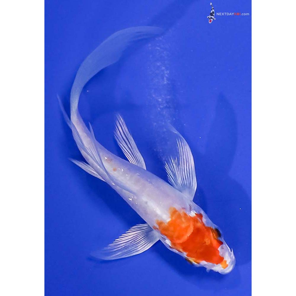 4” Imported Kikusui Butterfly Koi