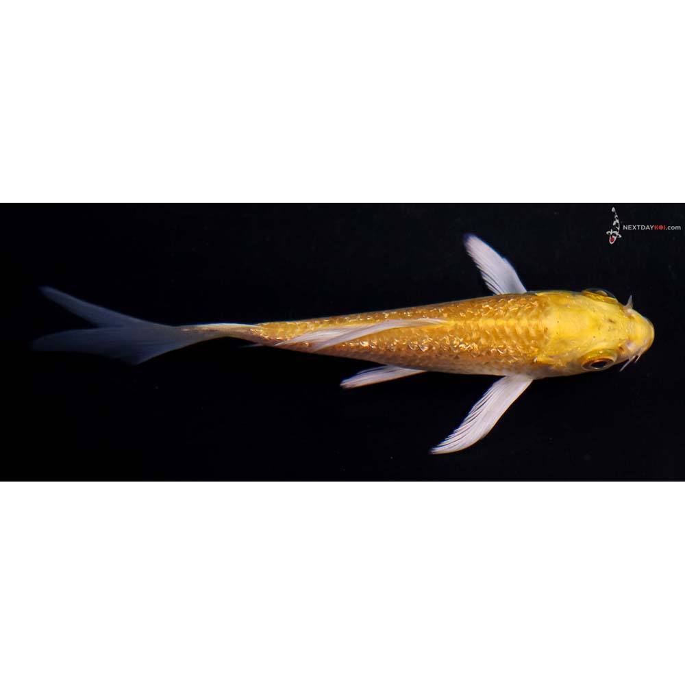 4” Imported Gin Rin Yamabuki Ogon Butterfly Koi