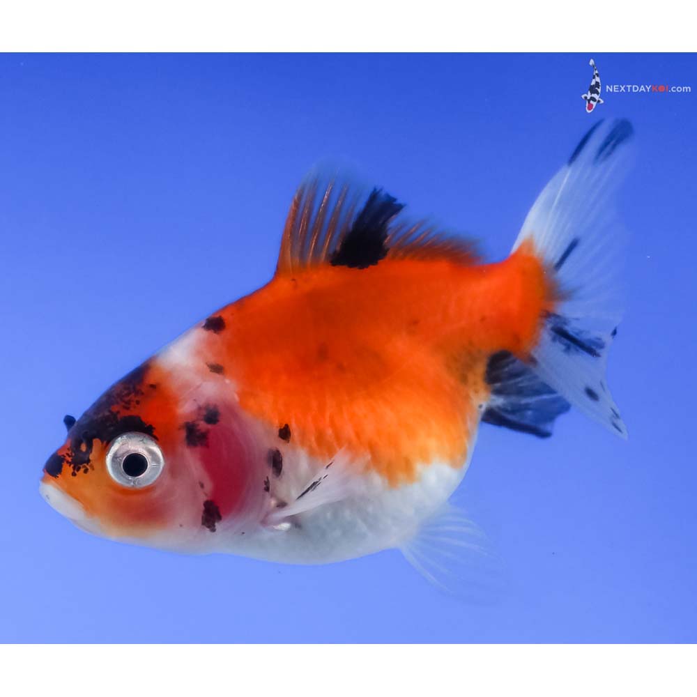 2.5” Imported Calico Pearlscale