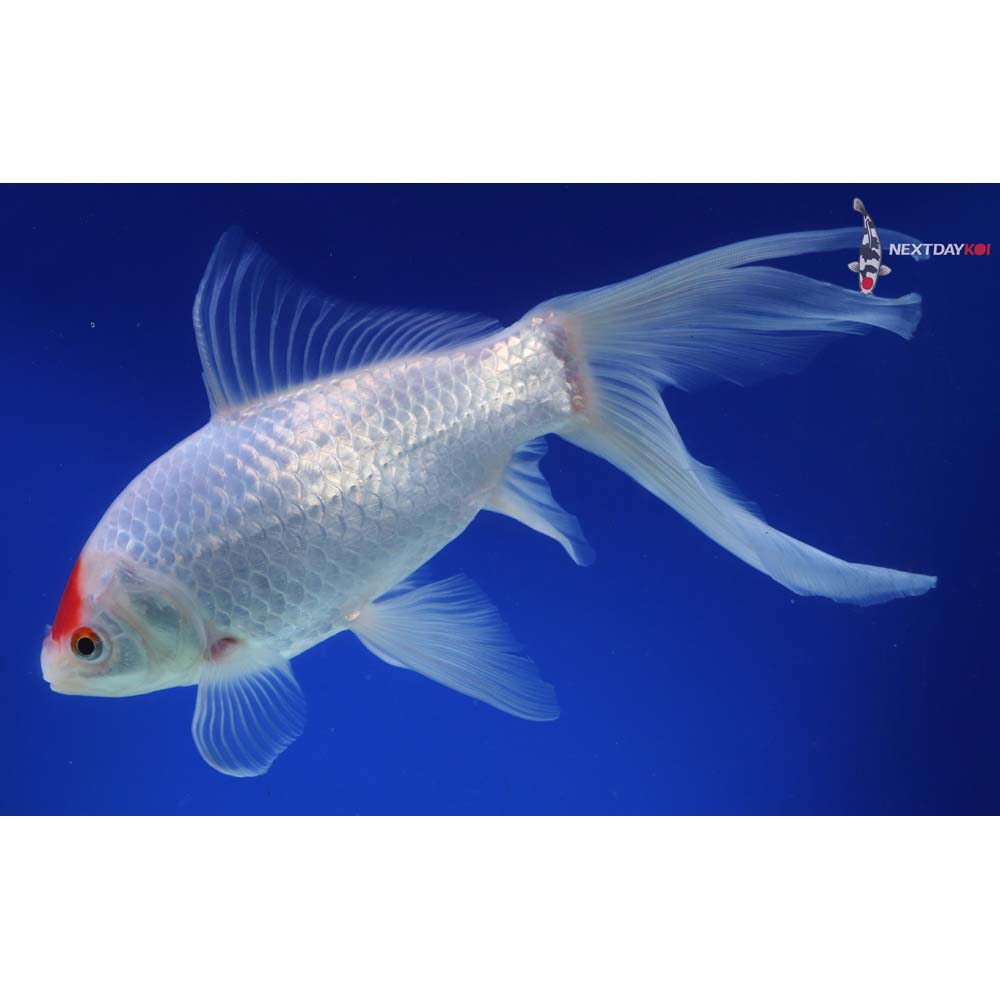 9.5” Imported Sarasa Comet