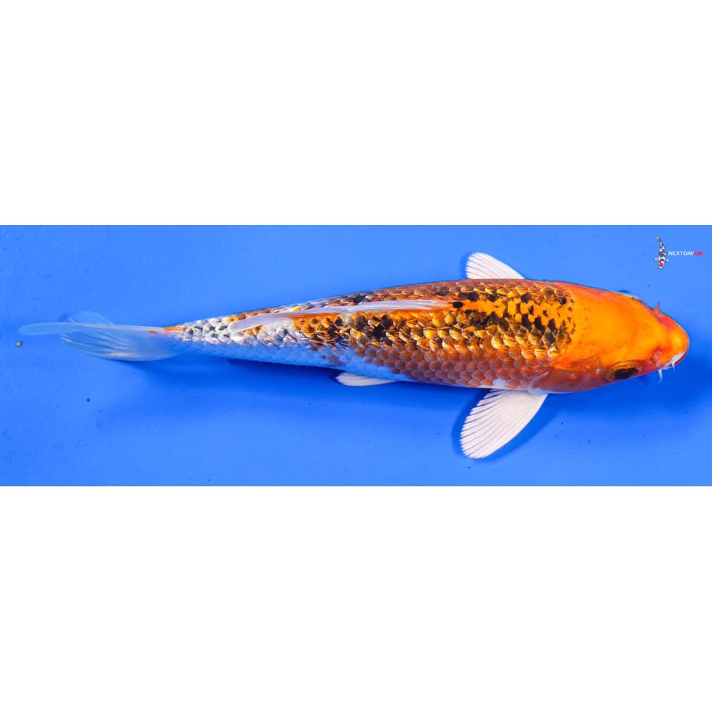 6” Imported Gin Rin Yamato Nishiki