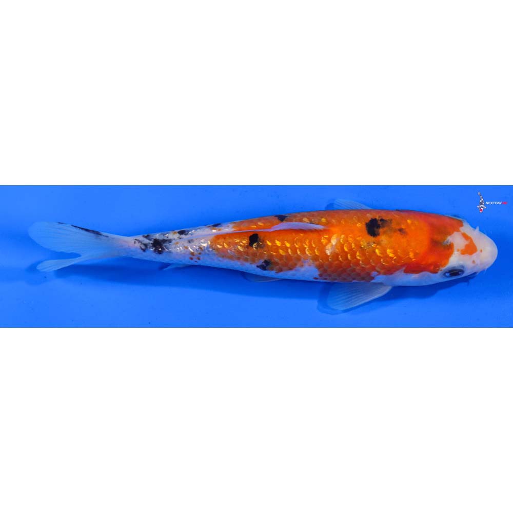 6.5” Imported Gin Rin Sanke