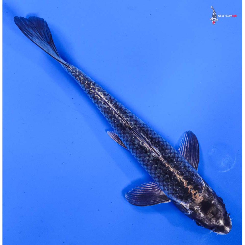 6.5” Imported Gin Matsuba