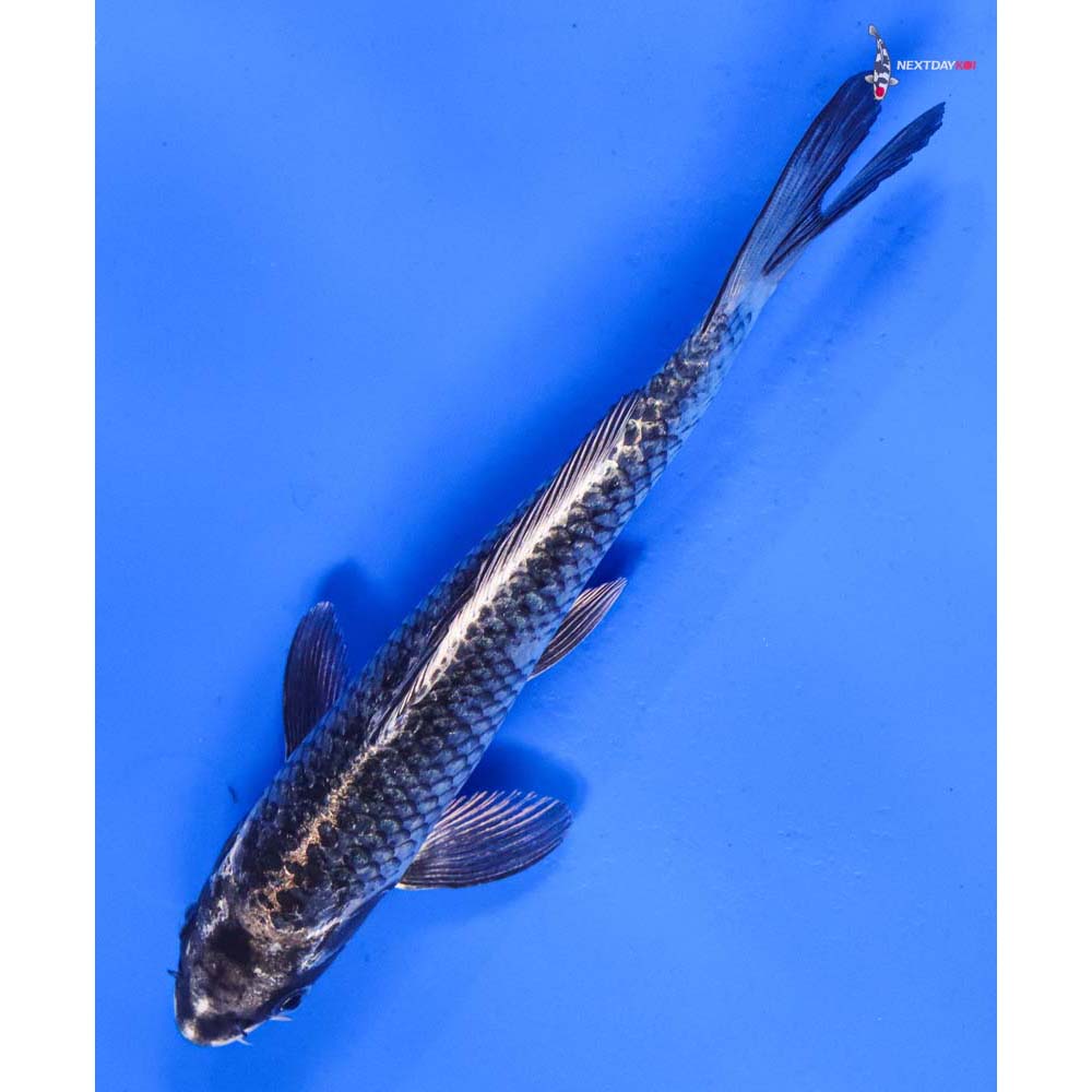 6.5” Imported Gin Matsuba