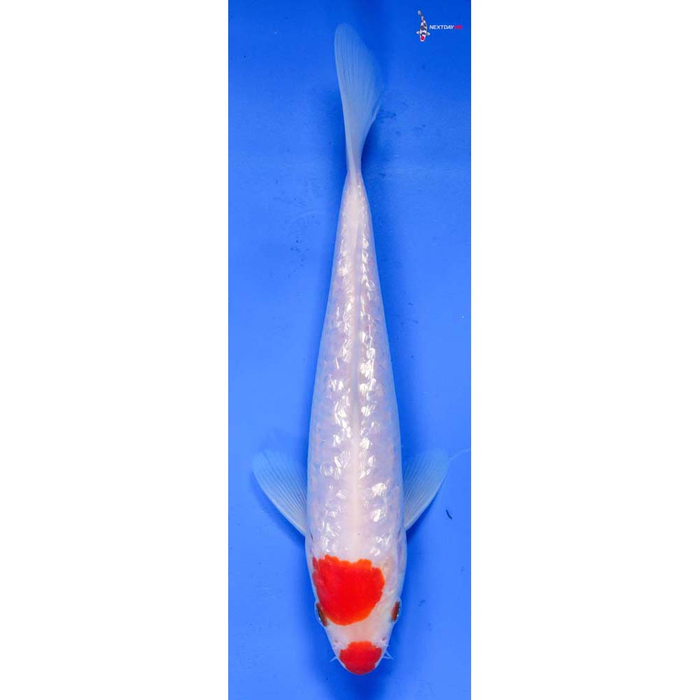 7” Imported Gin Rin Kohaku