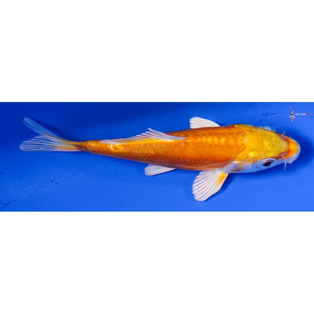 4” Imported Kikusui