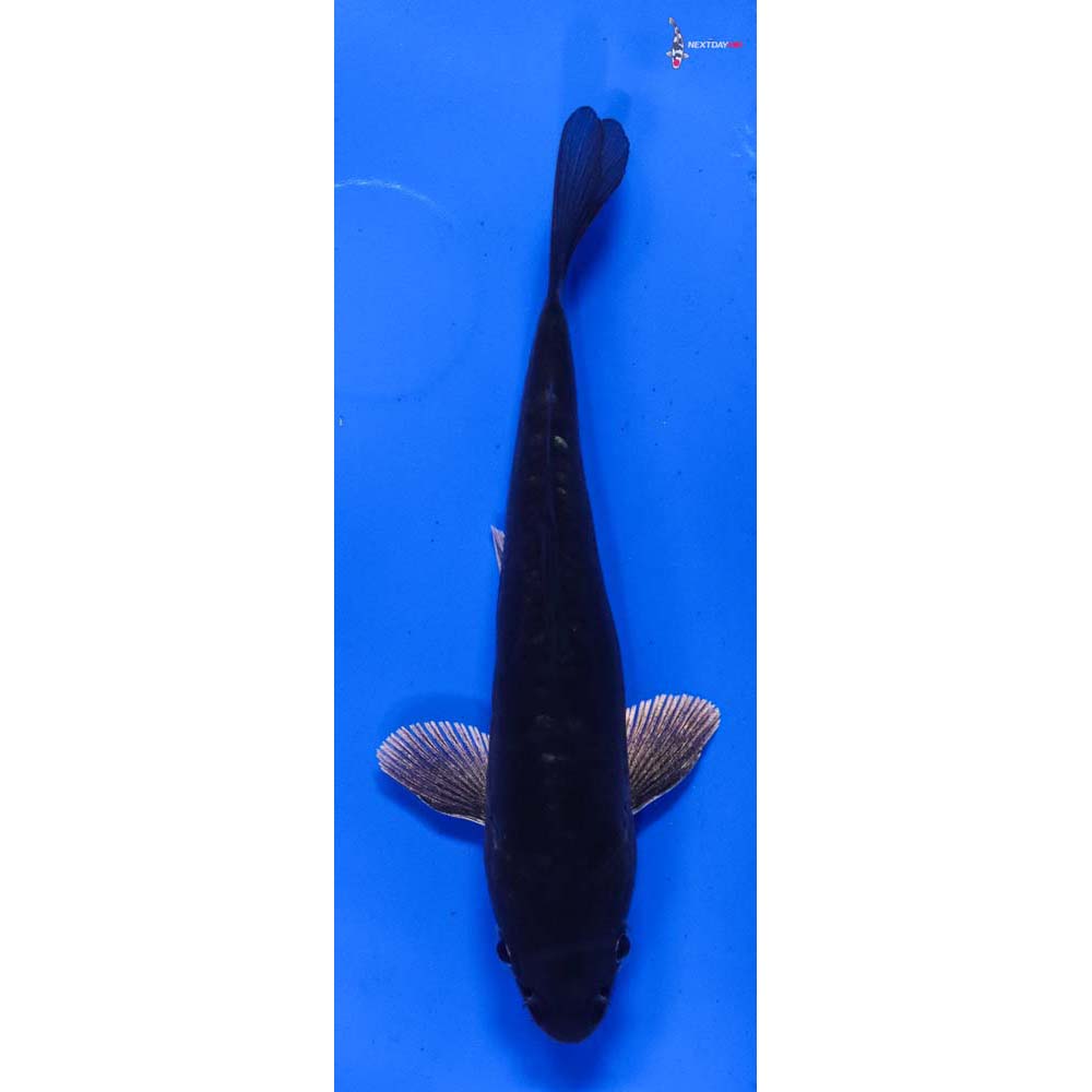 4” Imported Doitsu Gin Soragoi