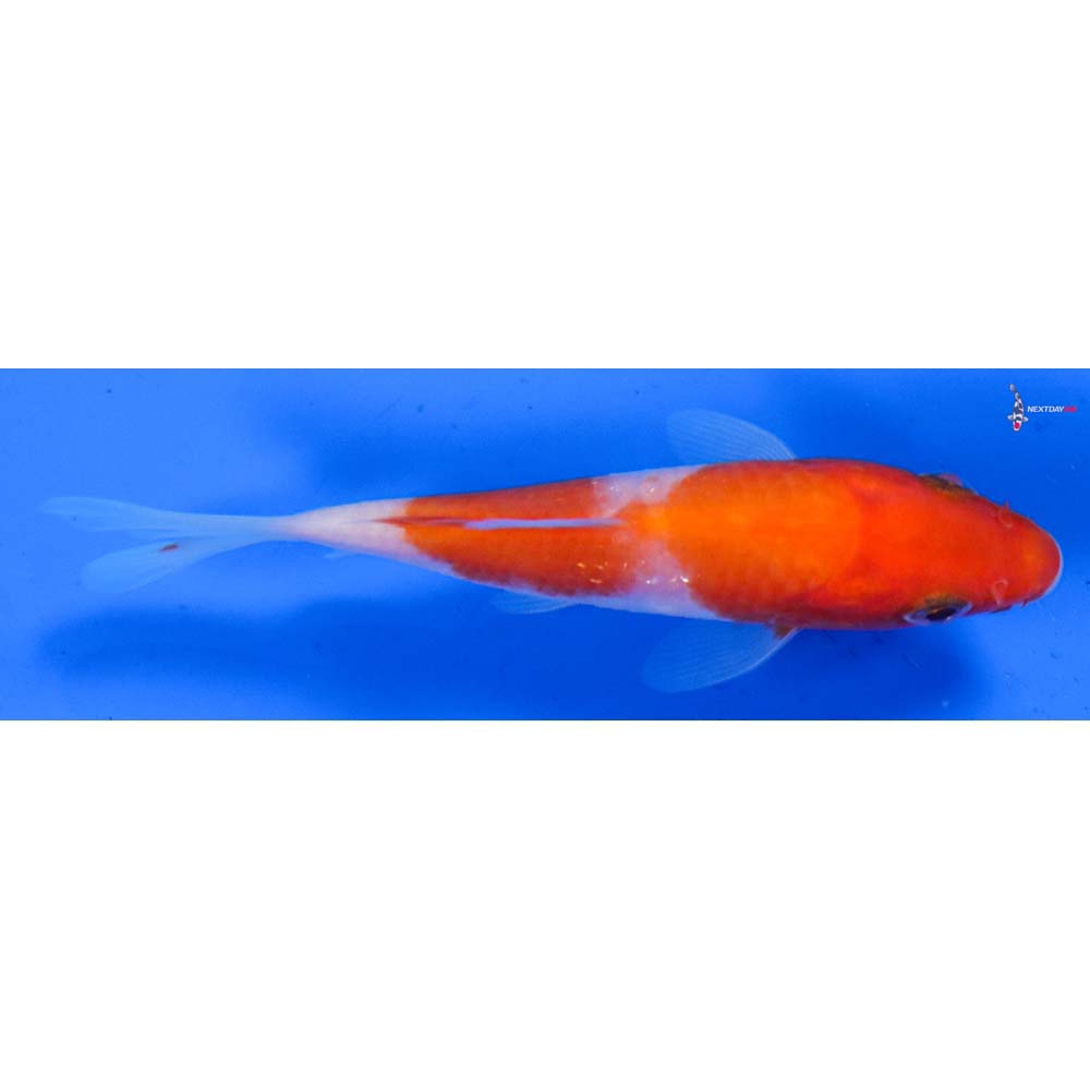 4” Imported Kohaku