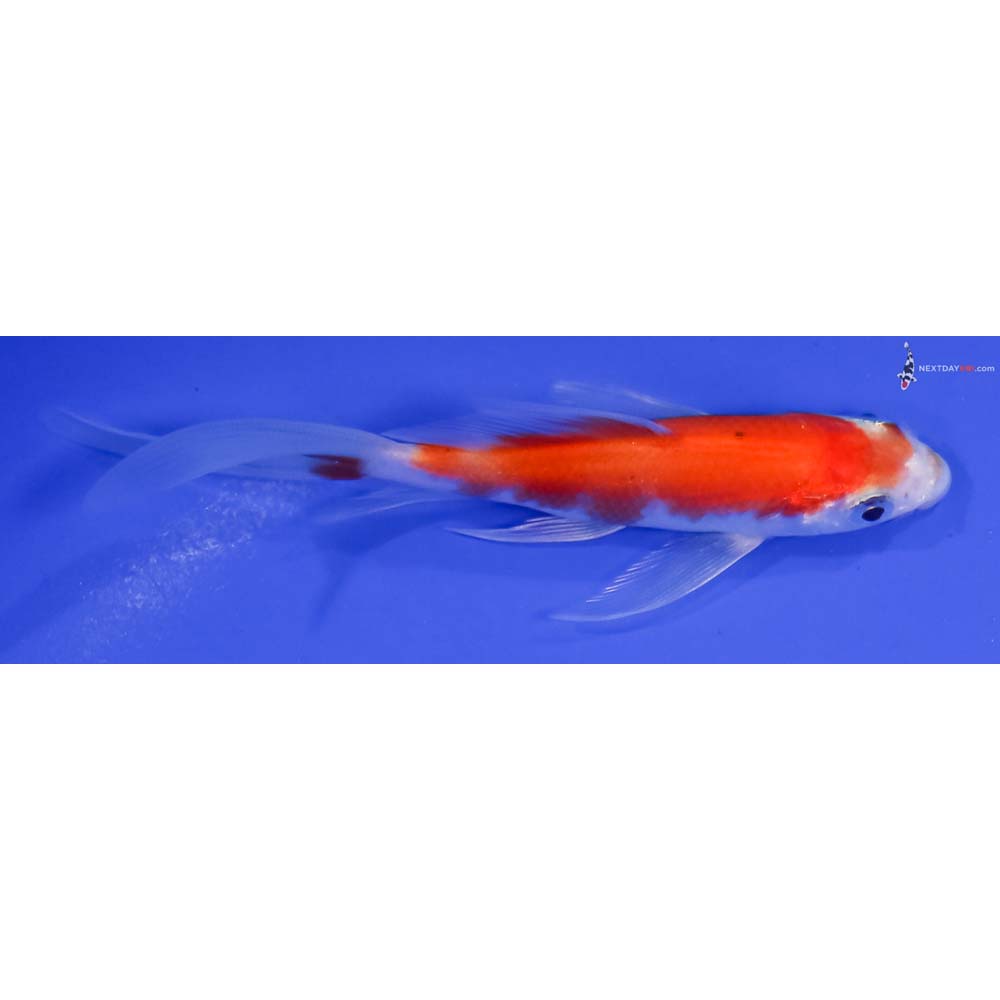 4.5” Imported Glass Fin Kohaku Butterfly Koi