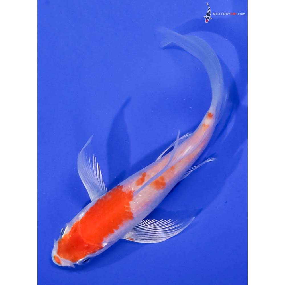 4.5” Imported Hariwake Butterfly Koi