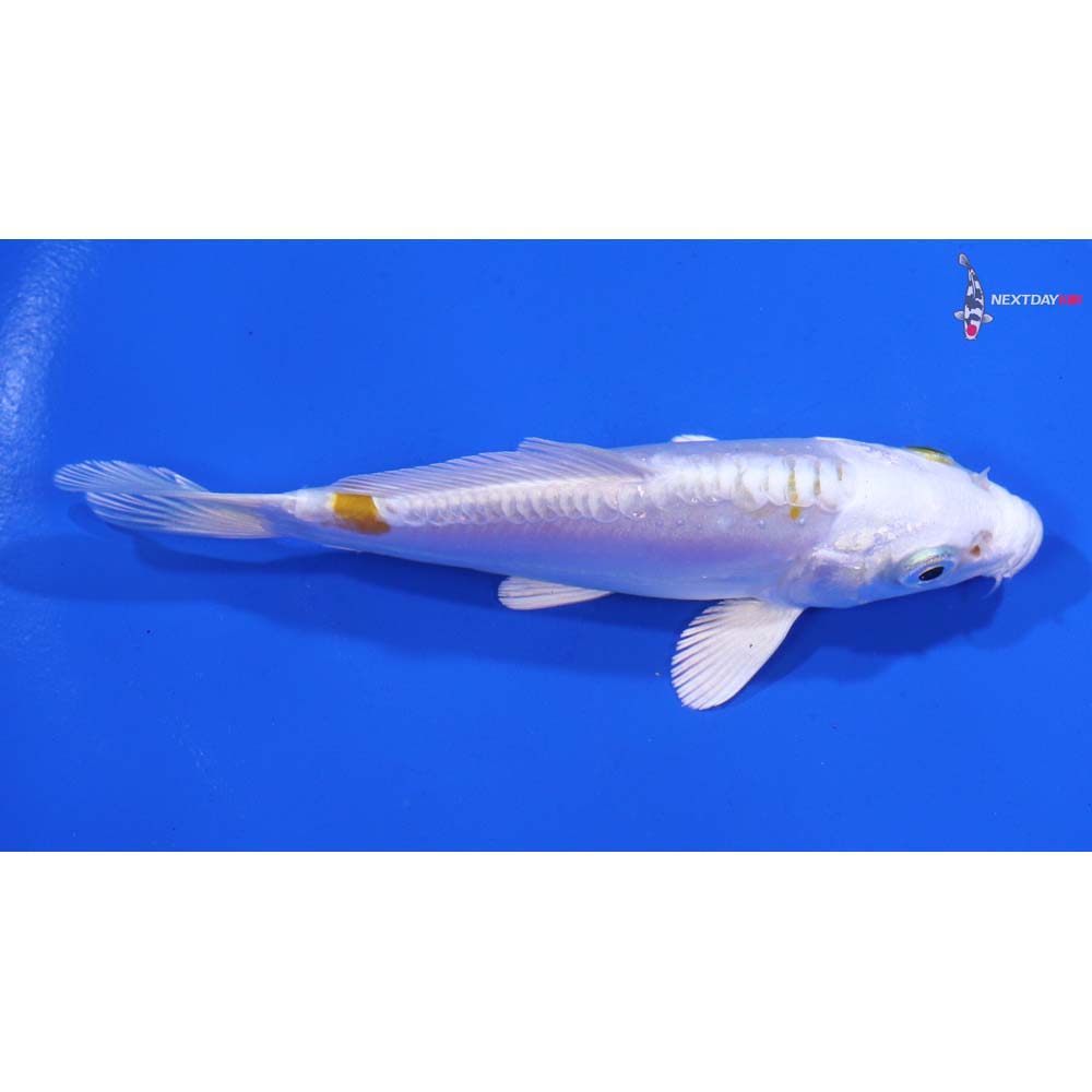 4.5” Imported Doitsu Lemon Hariwake