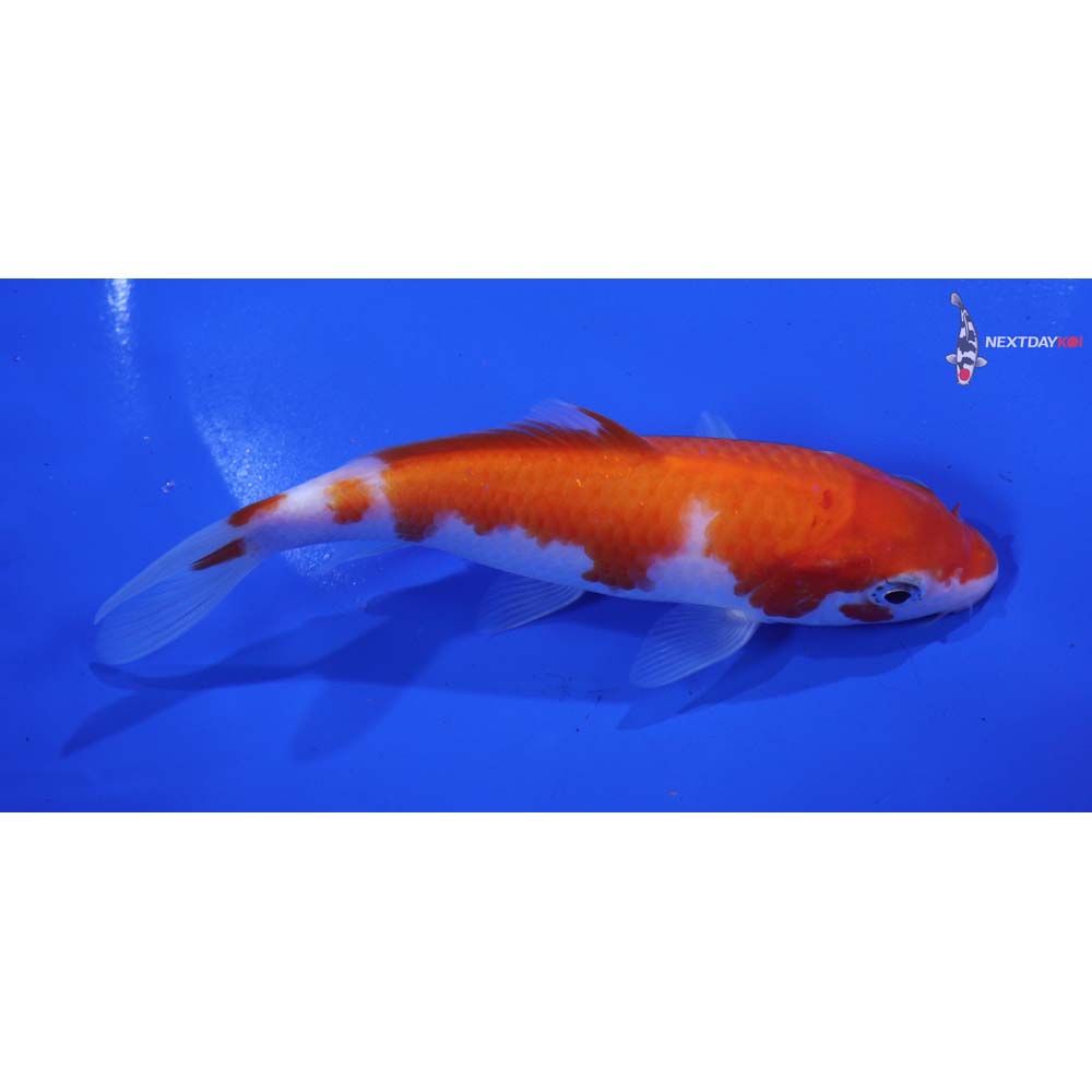 5.5” Imported Kohaku