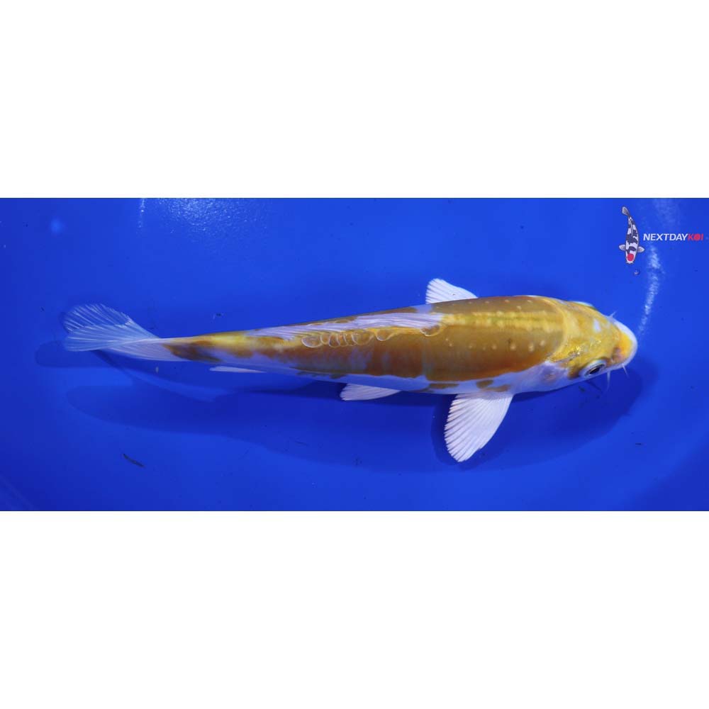 6” Imported Doitsu Lemon Hariwake