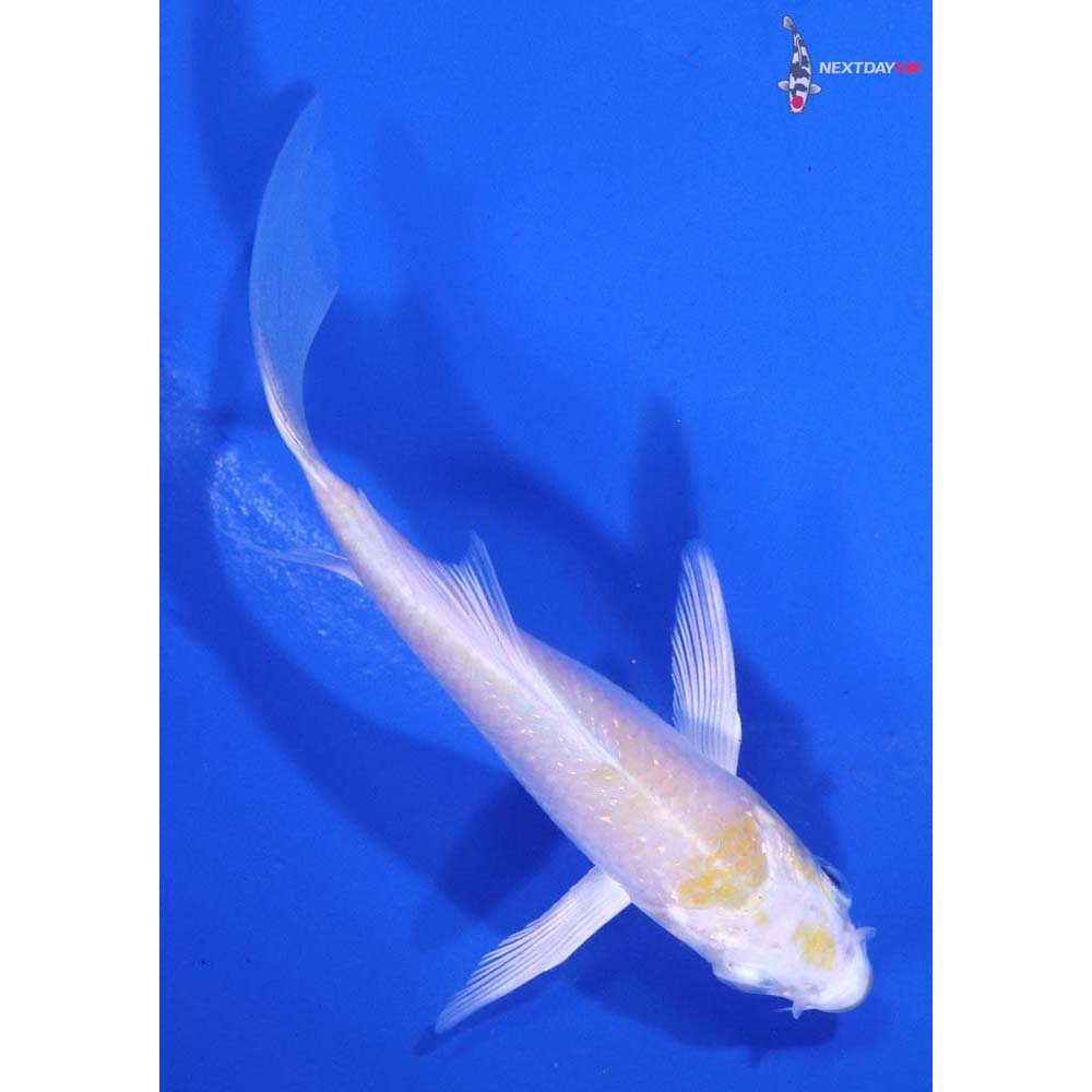 3.5” Imported Lemon Hariwake Butterfly Koi