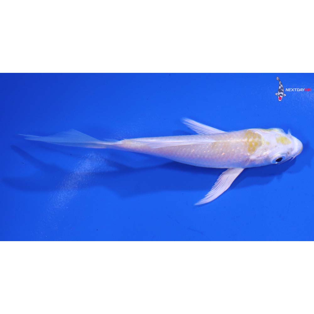 3.5” Imported Lemon Hariwake Butterfly Koi