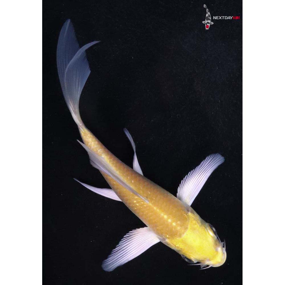 4” Imported Yamabuki Ogon Butterfly Koi