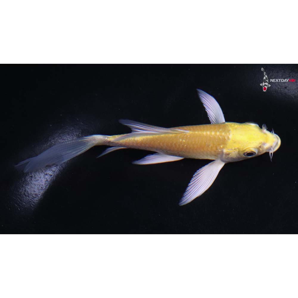 4” Imported Yamabuki Ogon Butterfly Koi