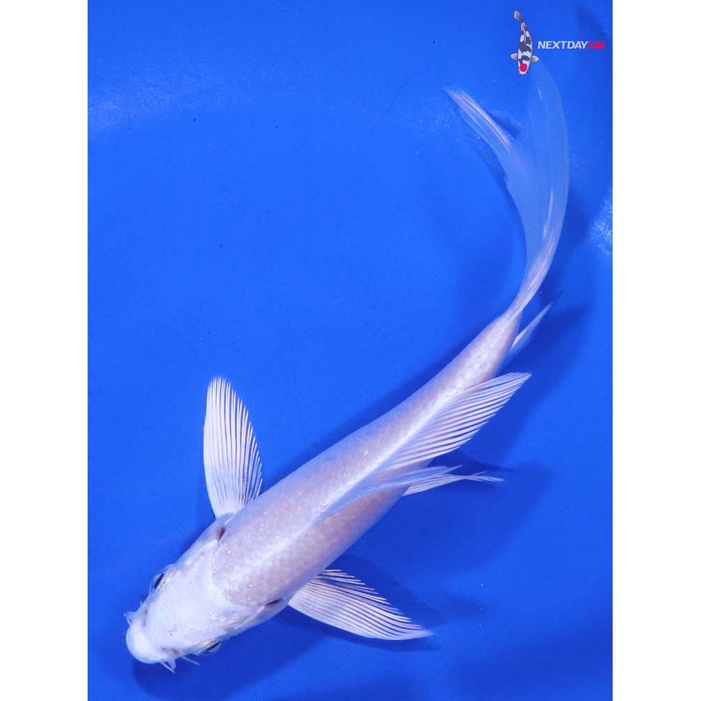 4.5” Imported Platinum Ogon Butterfly Koi