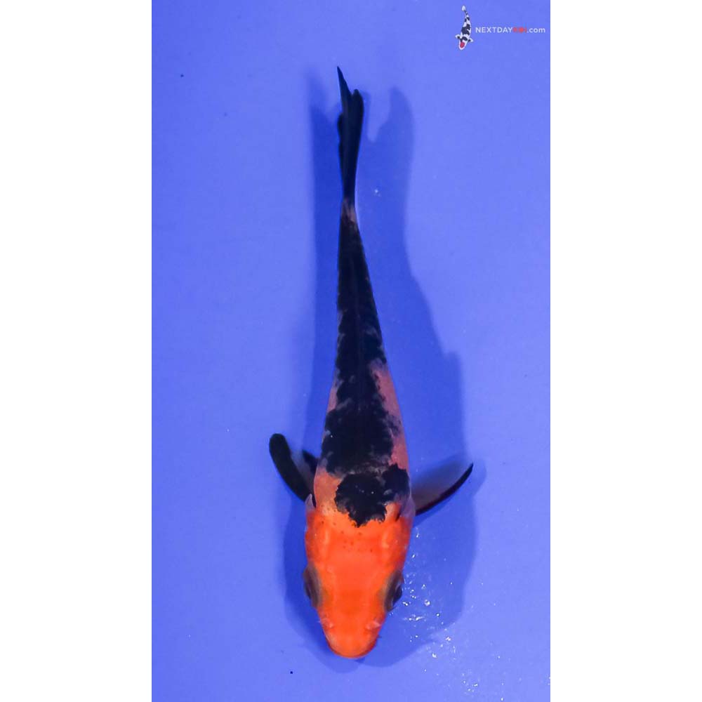 3” Imported Aka Bekko