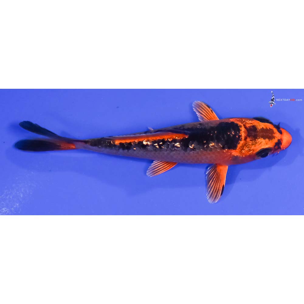 3.5” Imported Gin Rin Orenji Matsuba