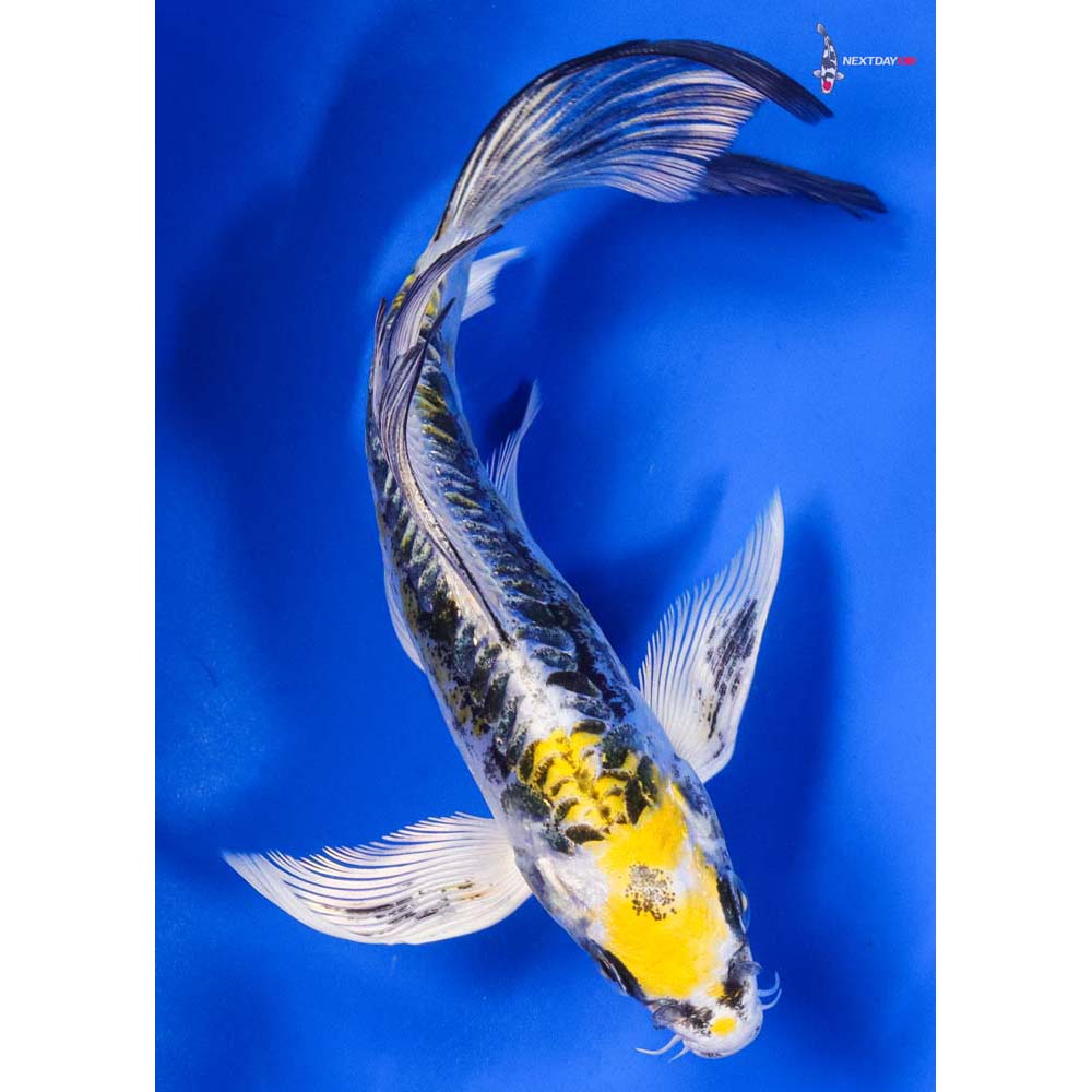 6.5” Imported Heisei Nishiki Butterfly Koi