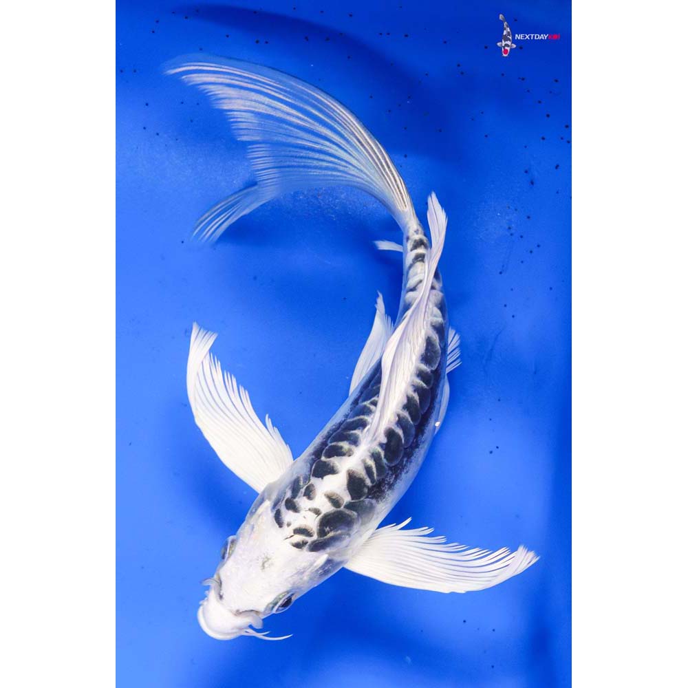 6” Imported Doitsu Gin Matsuba Butterfly Koi
