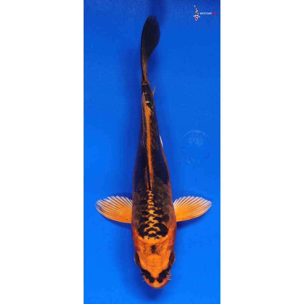 6” Imported Orenji Matsuba