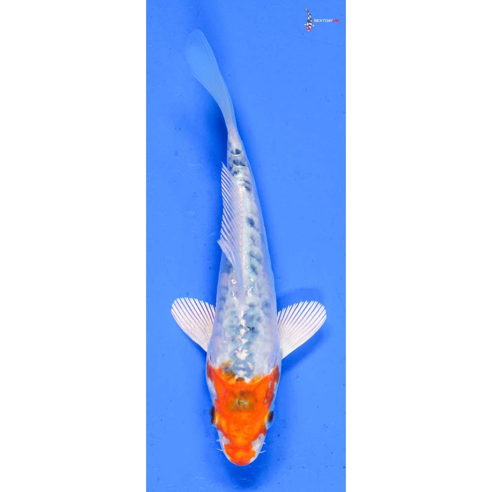 4” Imported Heisei Nishiki